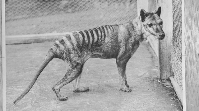 Legally Protected, Biologically Extinct